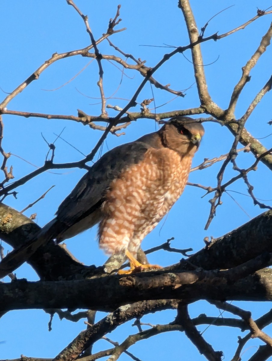 Cooper's Hawk - ML626286005