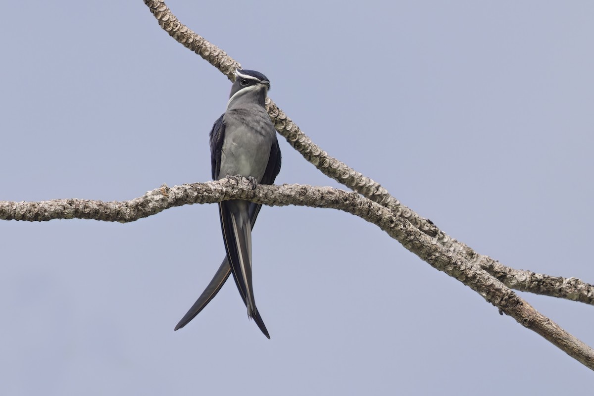 Moustached Treeswift - ML626286084