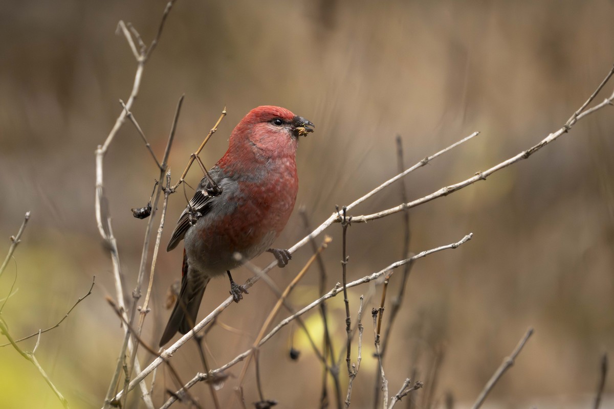Pine Grosbeak - ML626286329