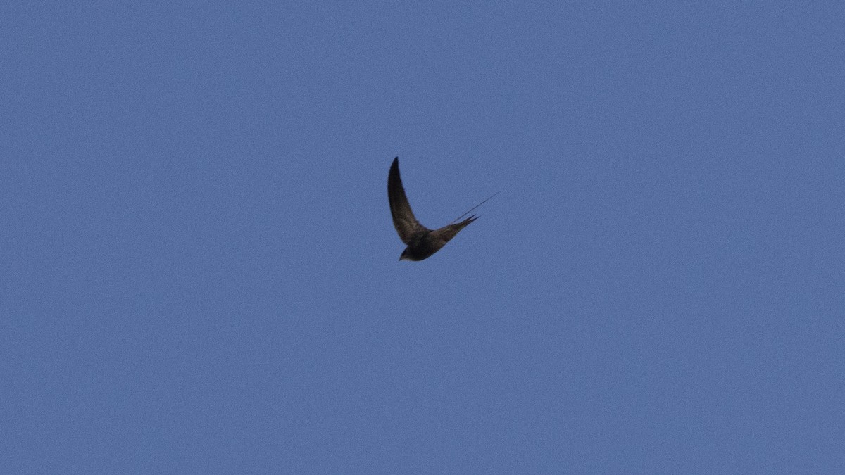 Pallid Swift - ML626286342