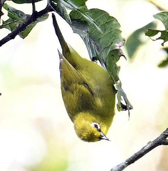 Northern Yellow White-eye - ML626286397