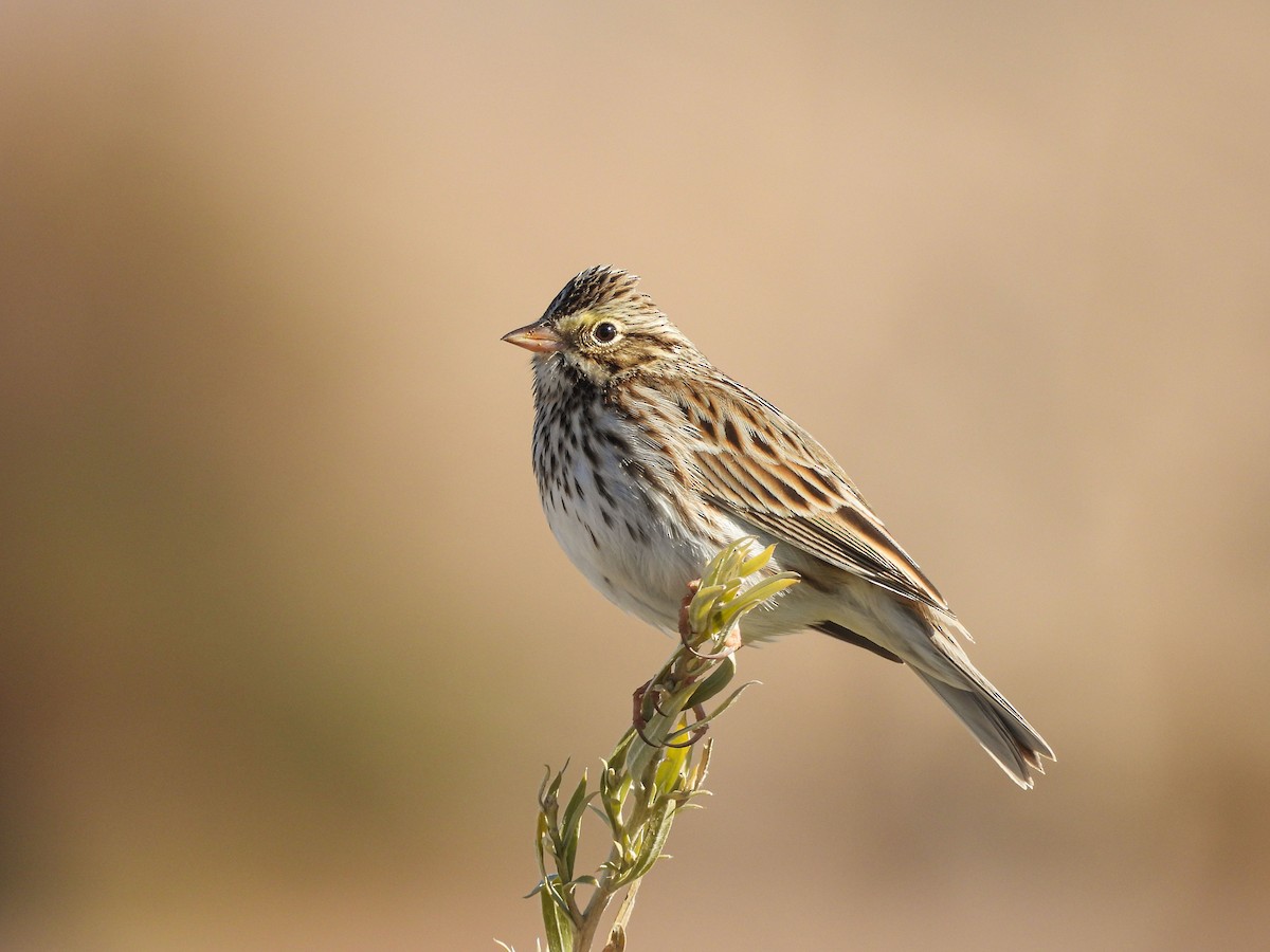 Savannah Sparrow - ML626287016