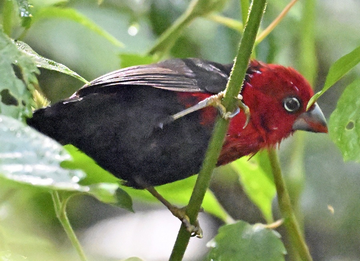 passerine sp. - ML626287062