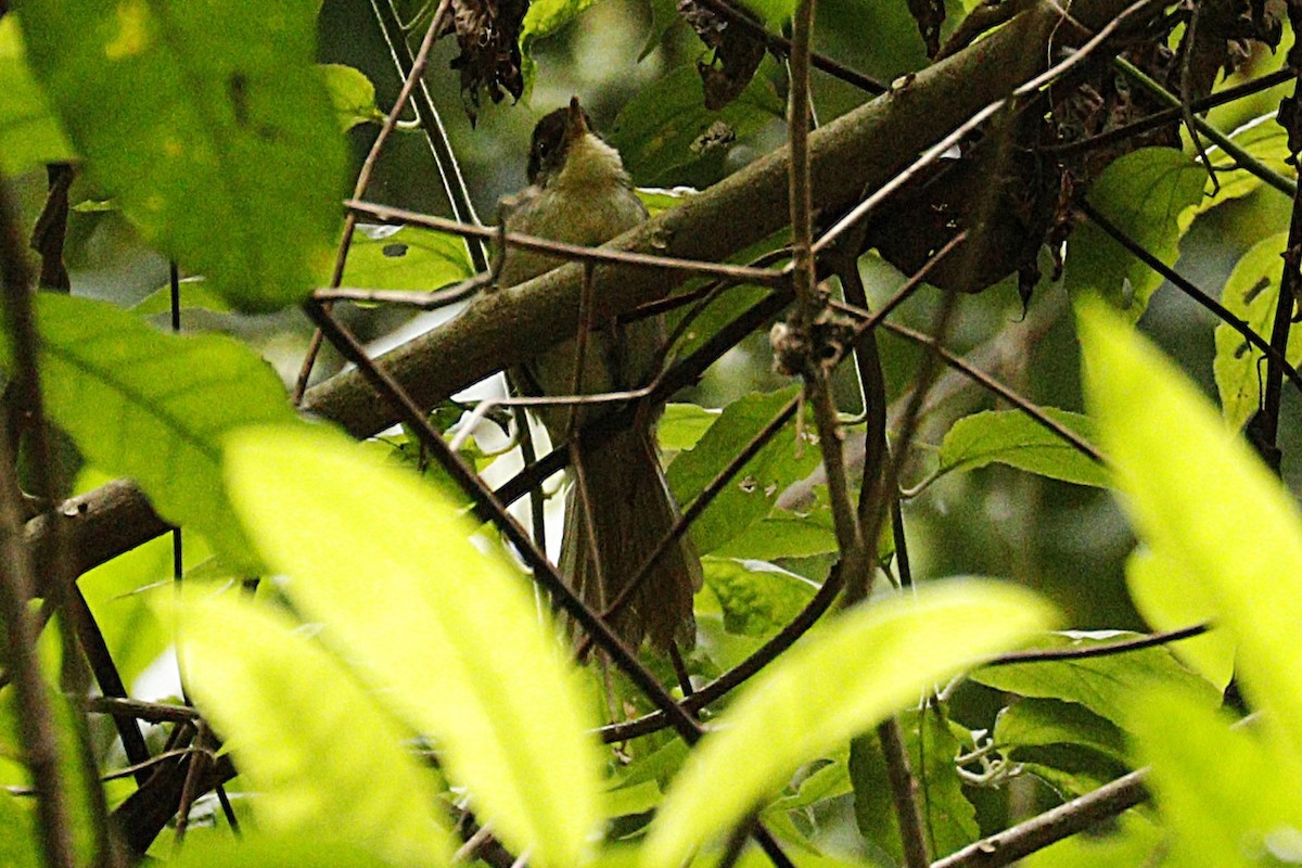 Black-headed Apalis - ML626287217