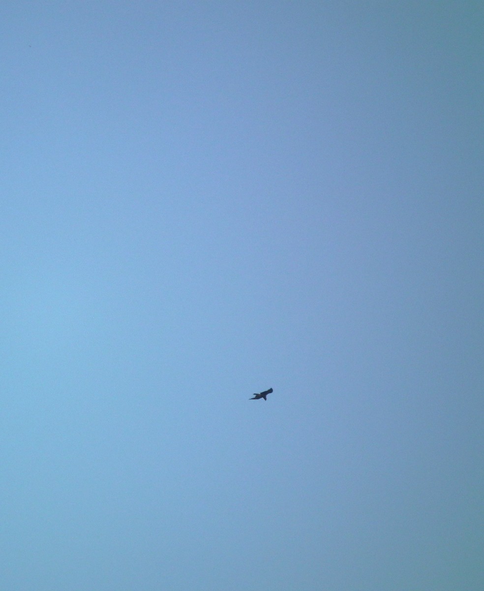 diurnal raptor sp. - ML626287218