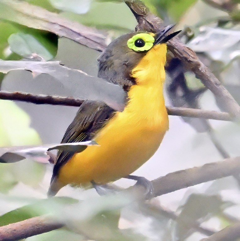 Yellow-bellied Wattle-eye - ML626287337