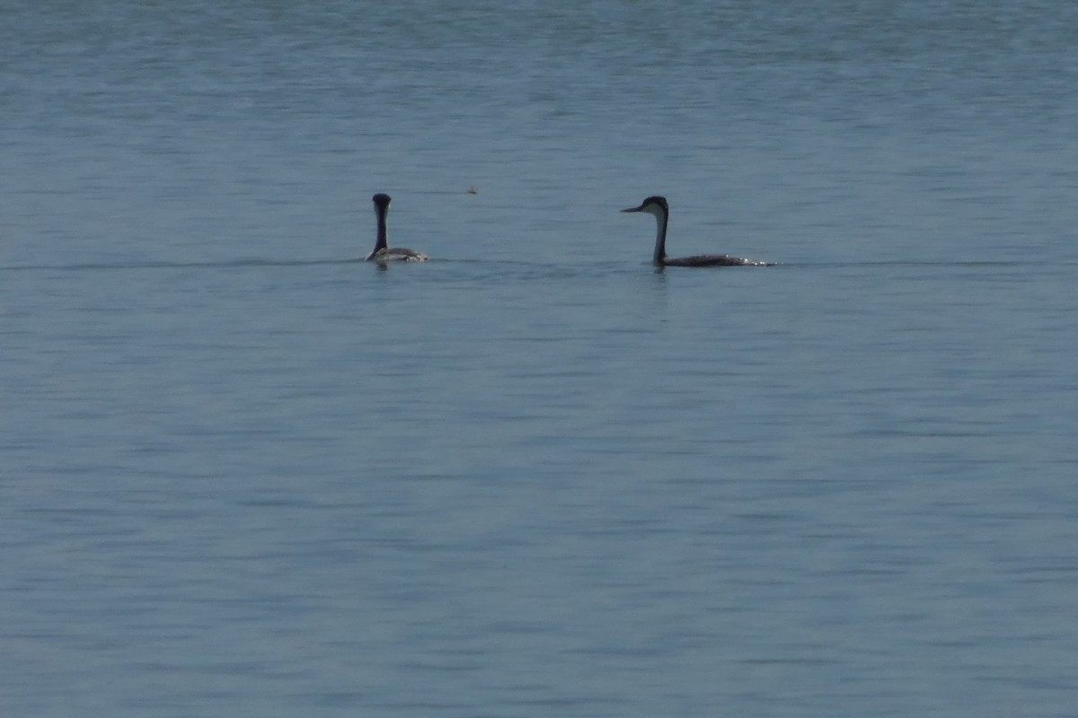 Western Grebe - ML62628741