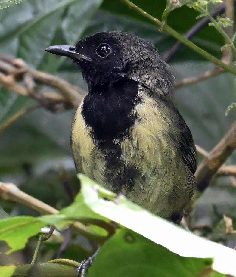 Black-faced Rufous-Warbler - ML626287752