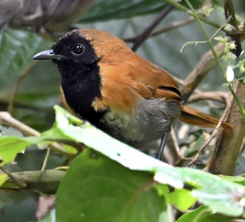 Black-faced Rufous-Warbler - ML626287753