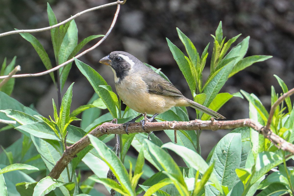 Golden-billed Saltator - ML626288009