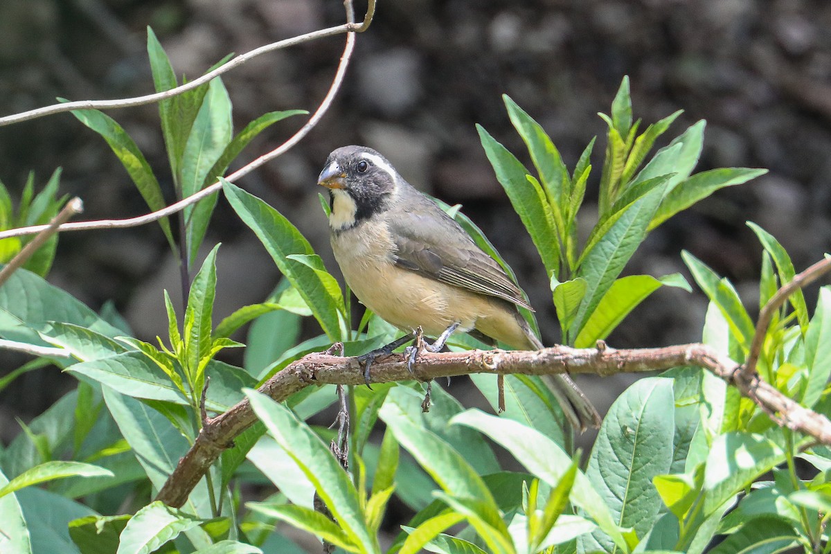 Golden-billed Saltator - ML626288011