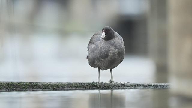 American Coot - ML626288048