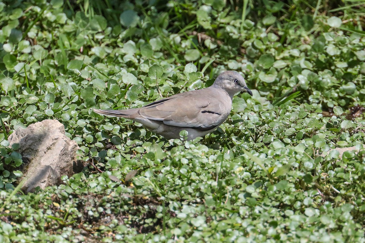 Picui Ground Dove - ML626288076