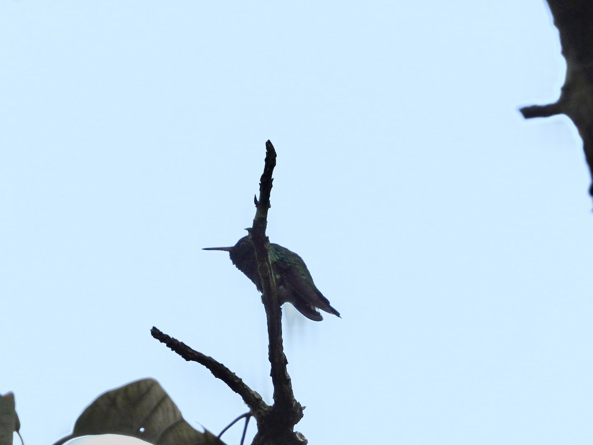 Short-tailed Emerald - ML626288176