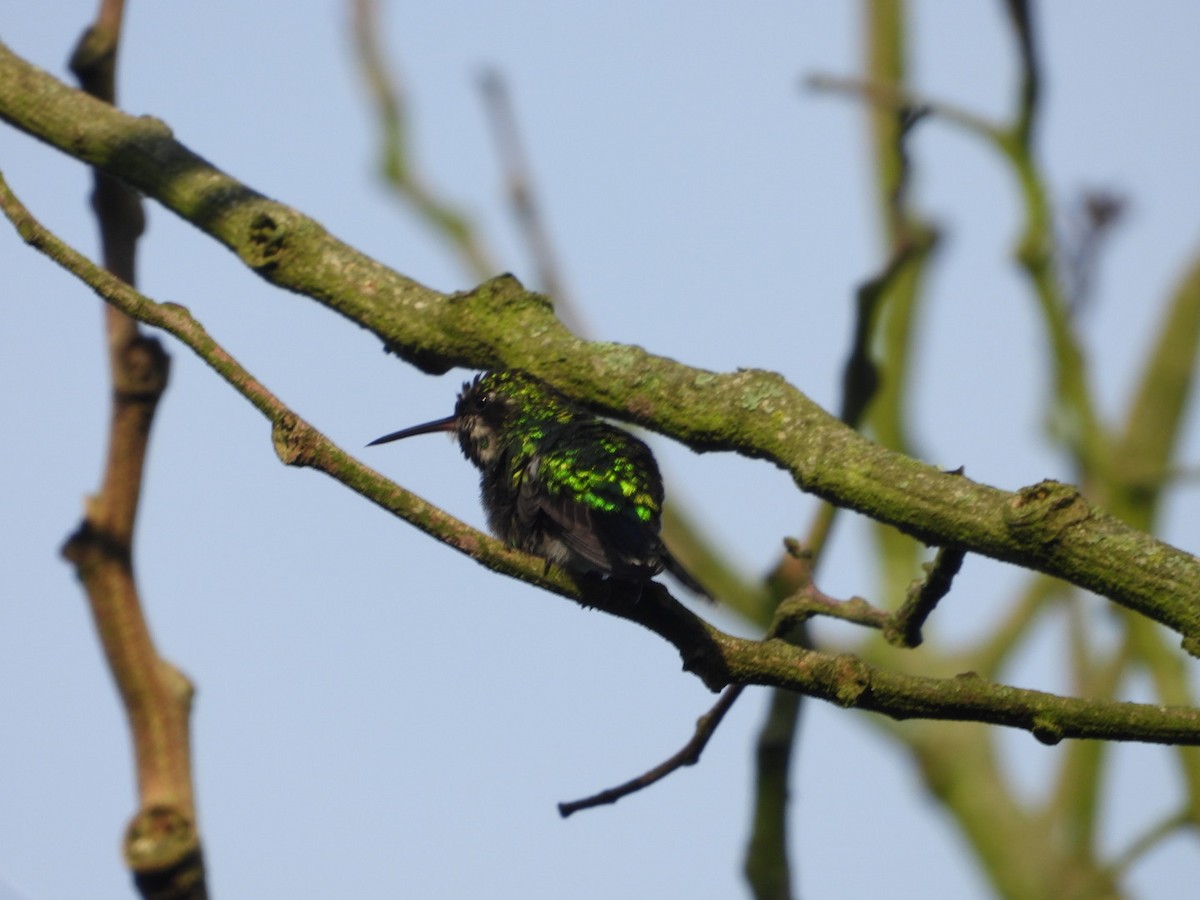 Short-tailed Emerald - ML626288177