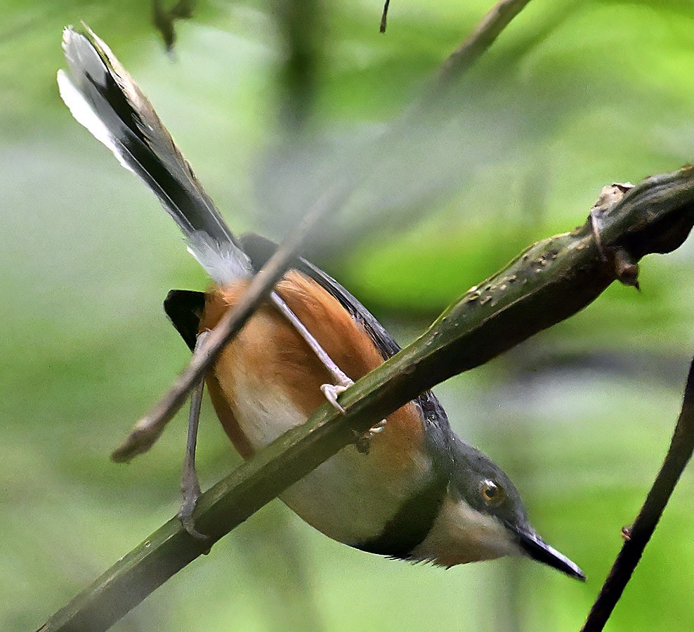 Black-collared Apalis - ML626288297