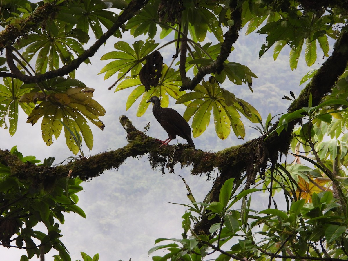 Andean Guan - ML626288307