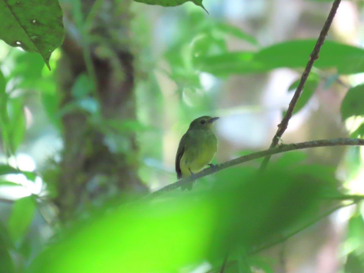 Green Manakin - ML626288368