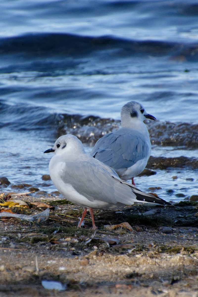 Bonaparte's Gull - ML626288453
