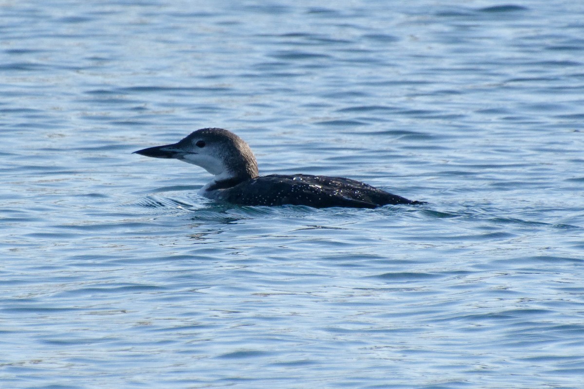 Common Loon - ML626288467