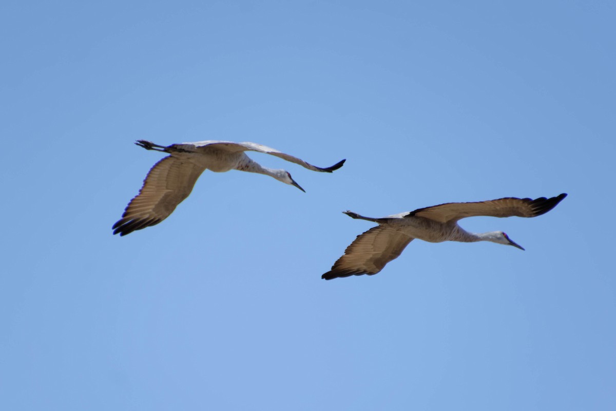 Sandhill Crane - ML626288475