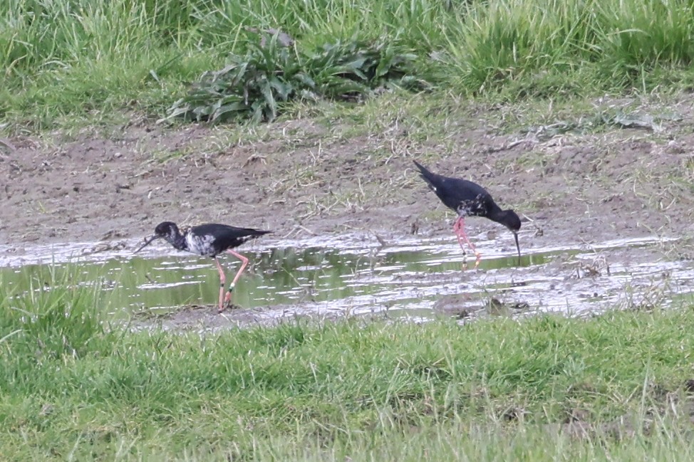 Black Stilt - ML626288655