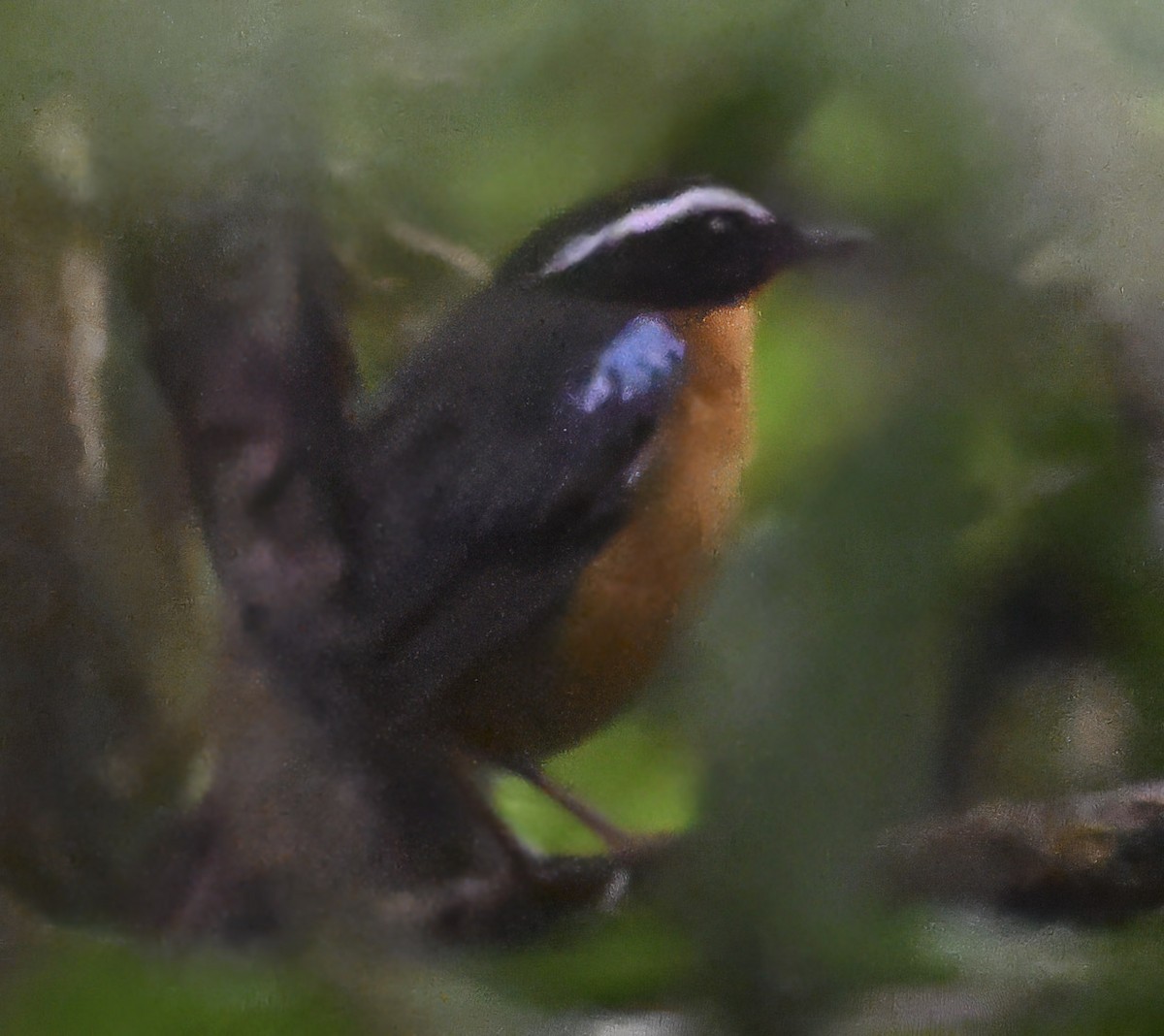 Blue-shouldered Robin-Chat - ML626288779