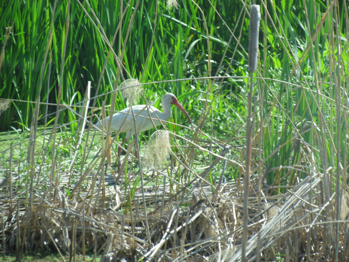 Ibis Blanco - ML62628881