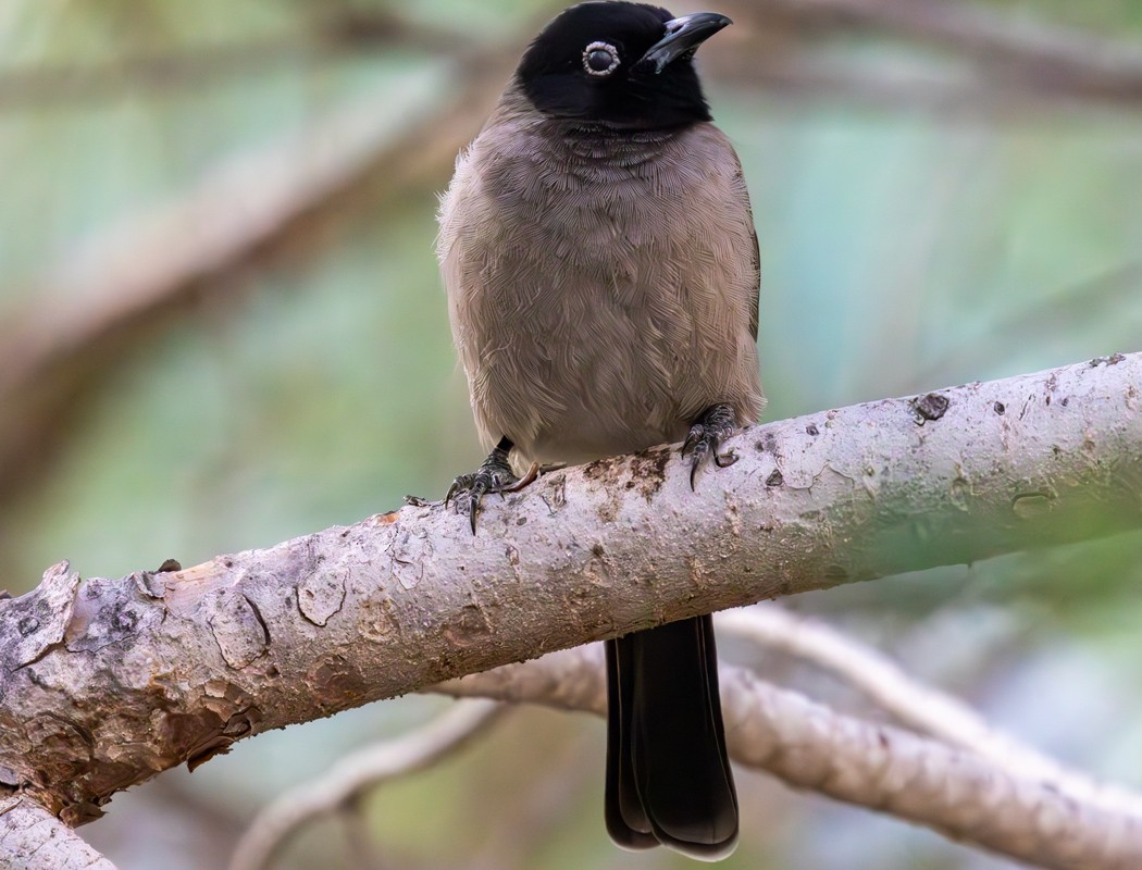 White-spectacled Bulbul - ML626288975