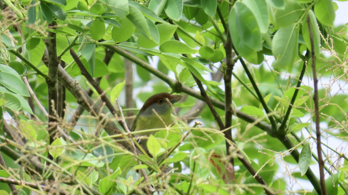 Rufous-browed Peppershrike - ML626289462