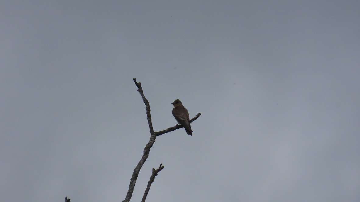 Southern Rough-winged Swallow - ML626289473