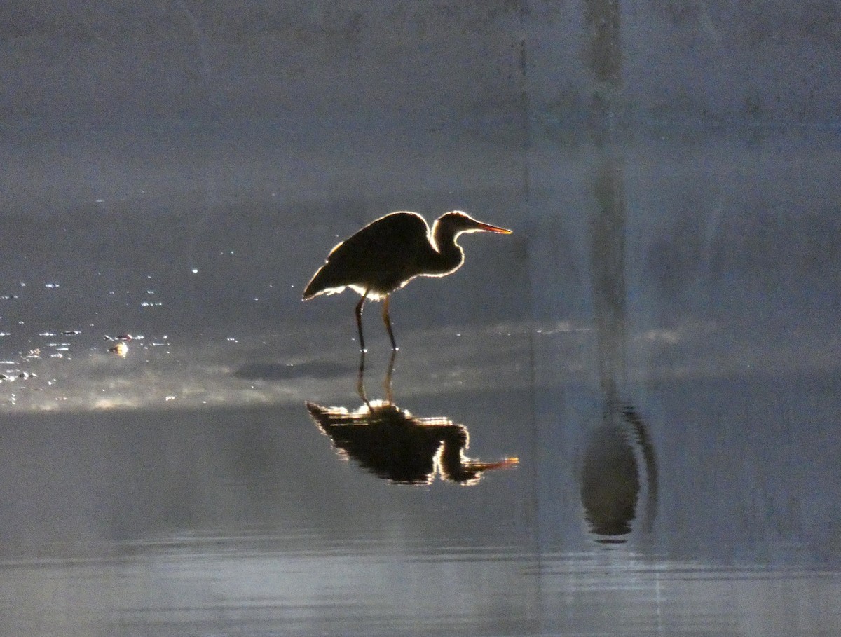 Great Blue Heron - ML626289499