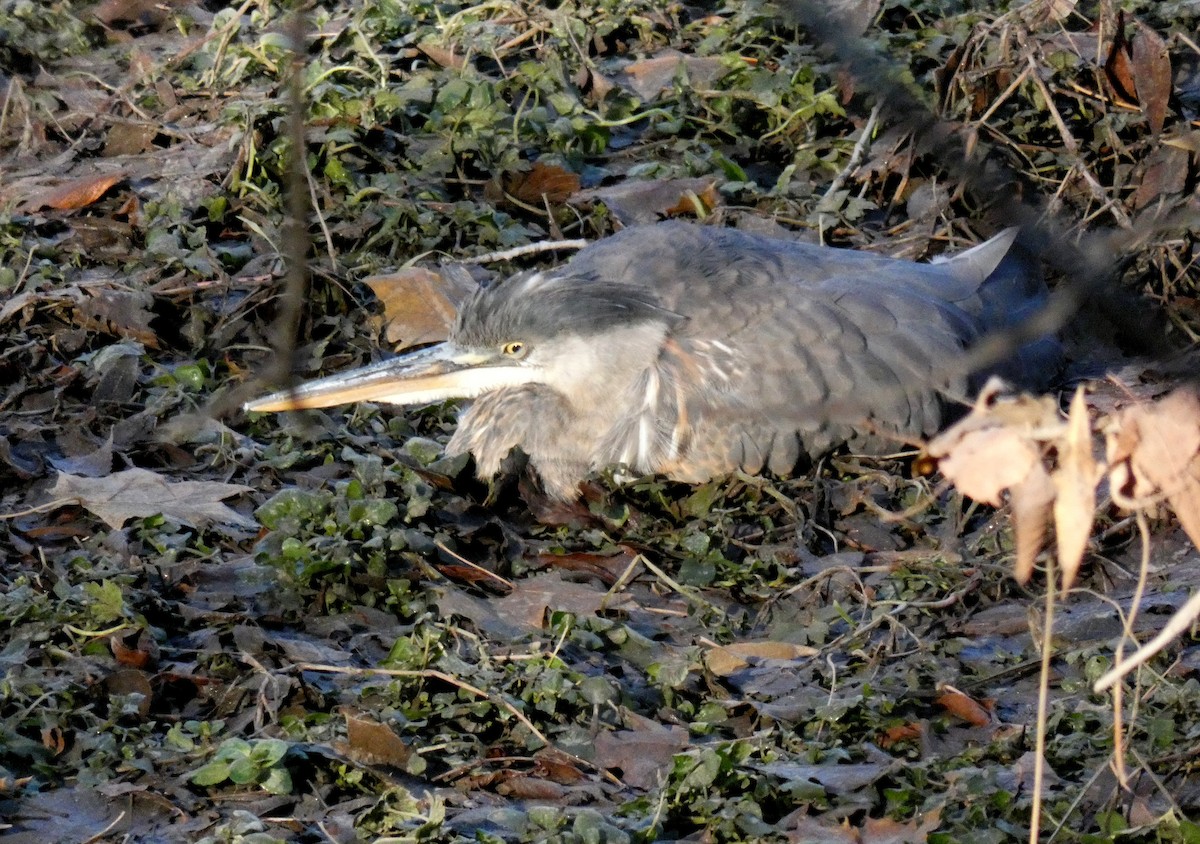 Great Blue Heron - ML626289505