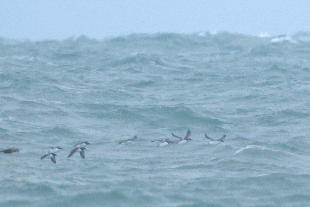 אורייה חייכנית - ML626289567