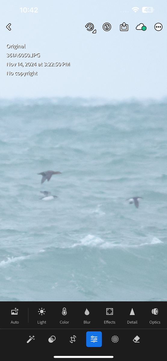 אורייה חייכנית - ML626289568