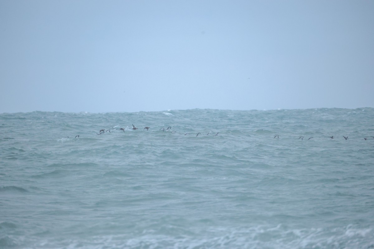 אורייה חייכנית - ML626289570