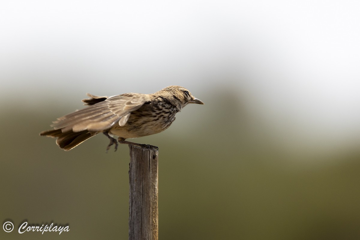 Karoo Lark - ML626289595