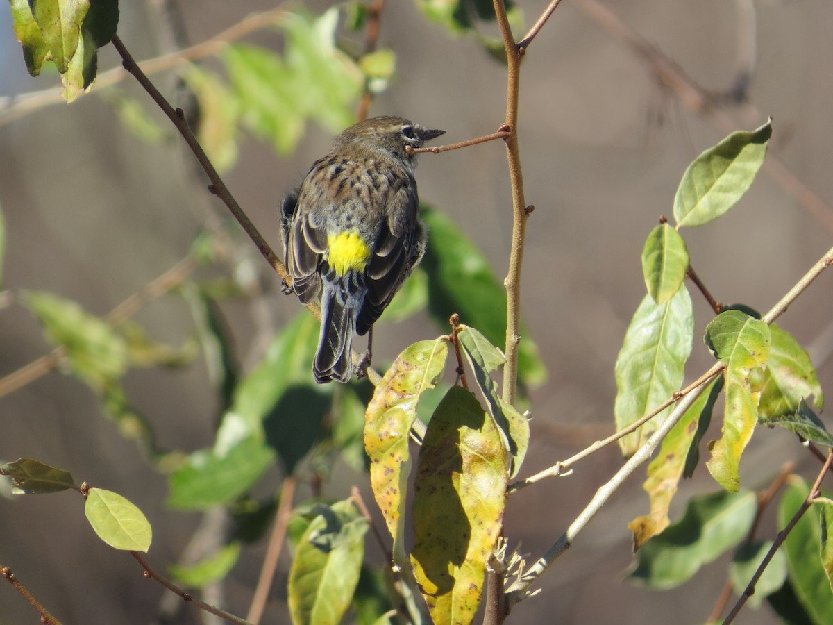 Yellow-rumped Warbler - ML626289717