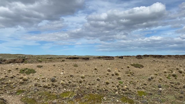 Kısa Gagalı Madenci - ML626290029
