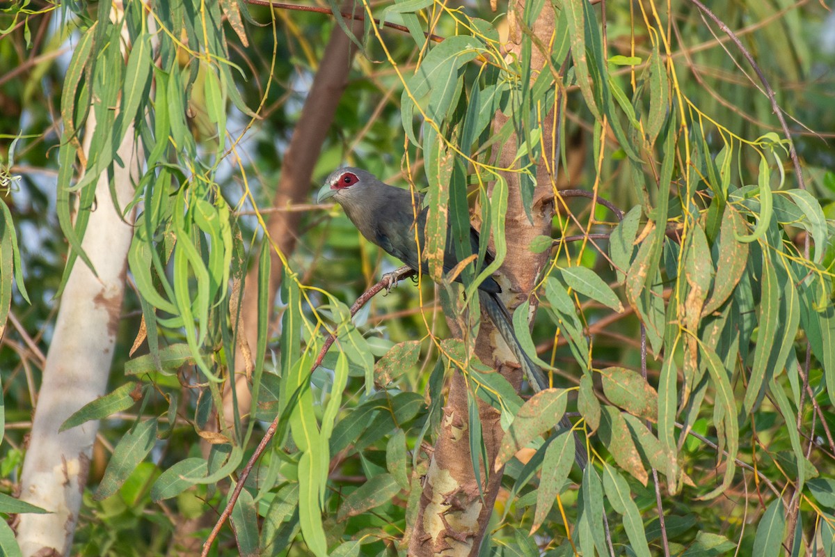 Green-billed Malkoha - ML626290248