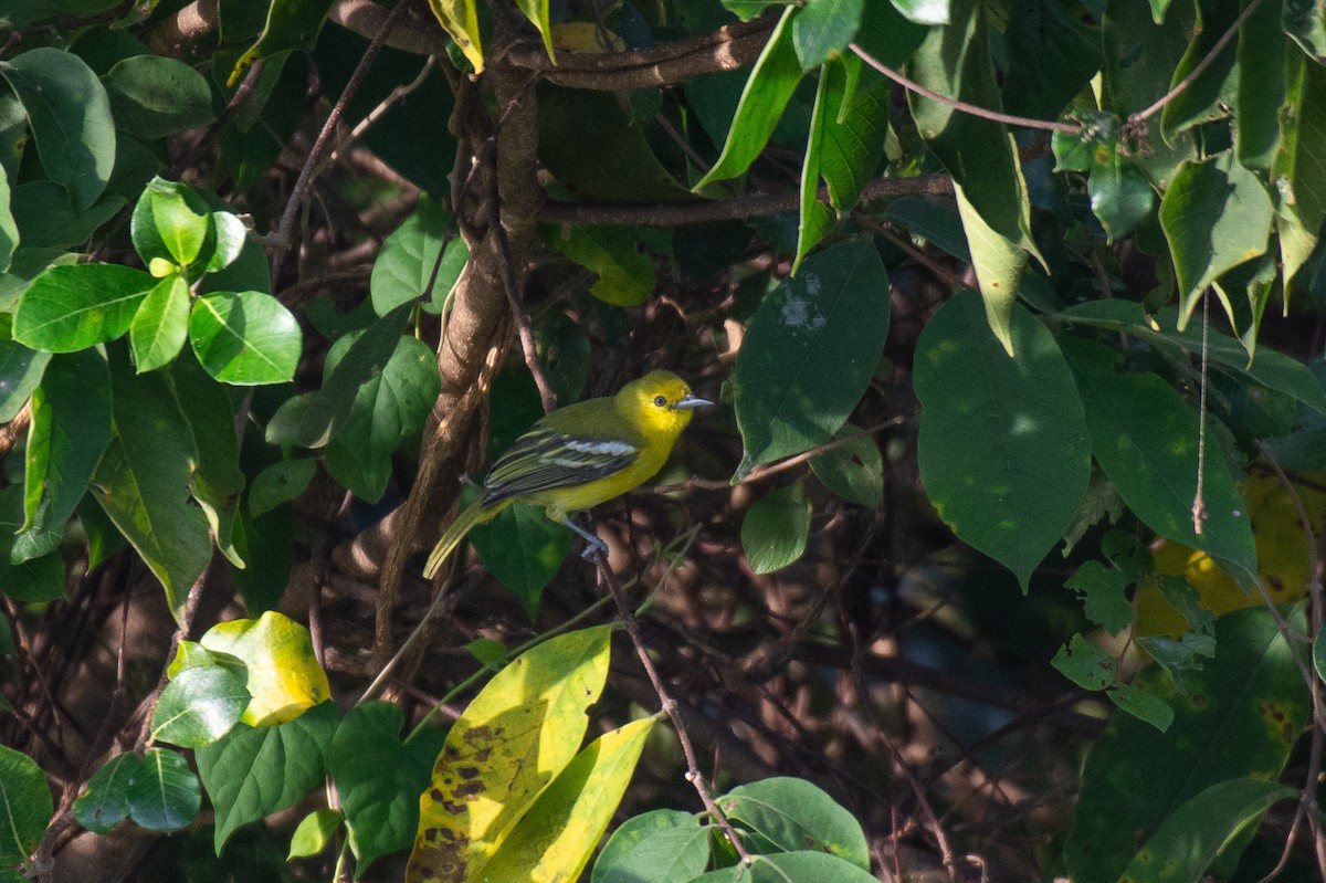 Common Iora - ML626290251