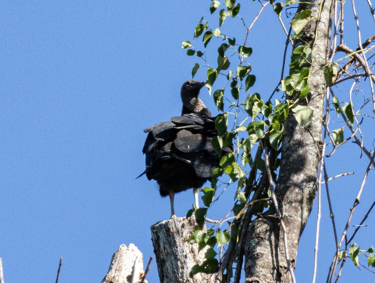 Black Vulture - ML626290492
