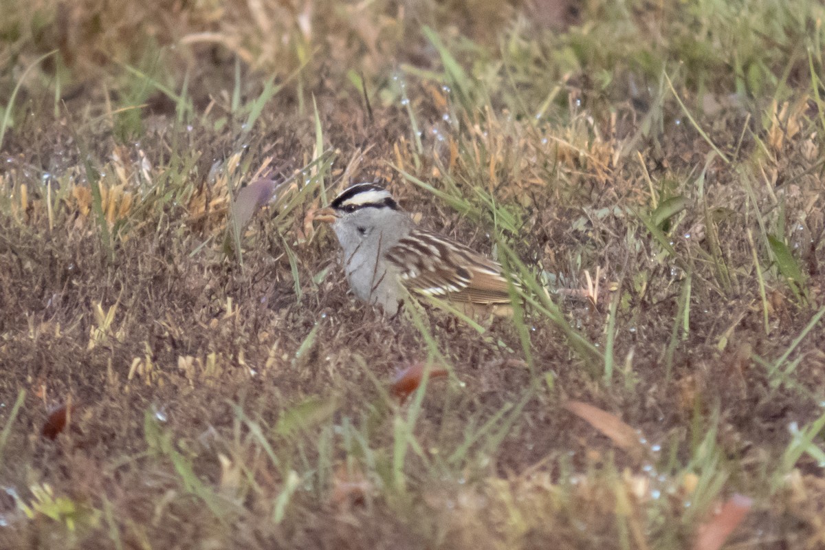 Bruant à couronne blanche (leucophrys) - ML626290751