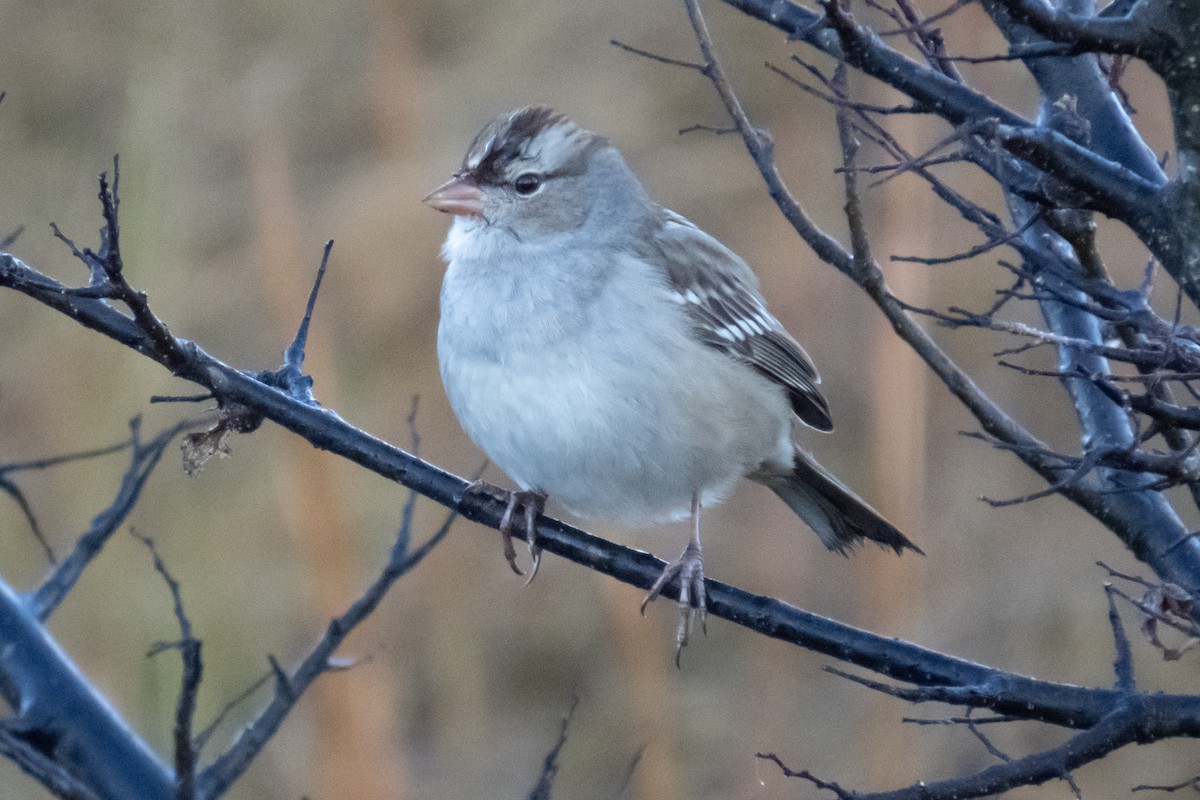 Bruant à couronne blanche (leucophrys) - ML626290752