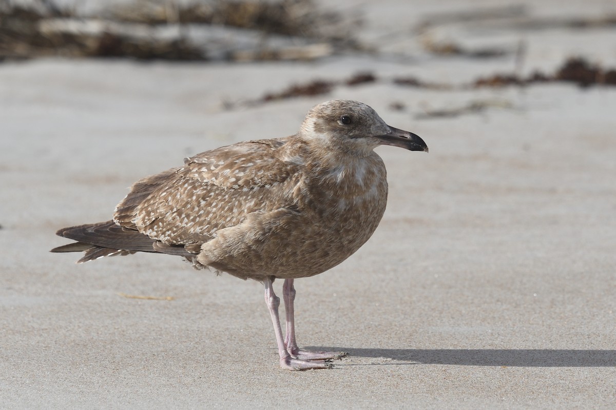 Great Black-backed Gull - ML626290941