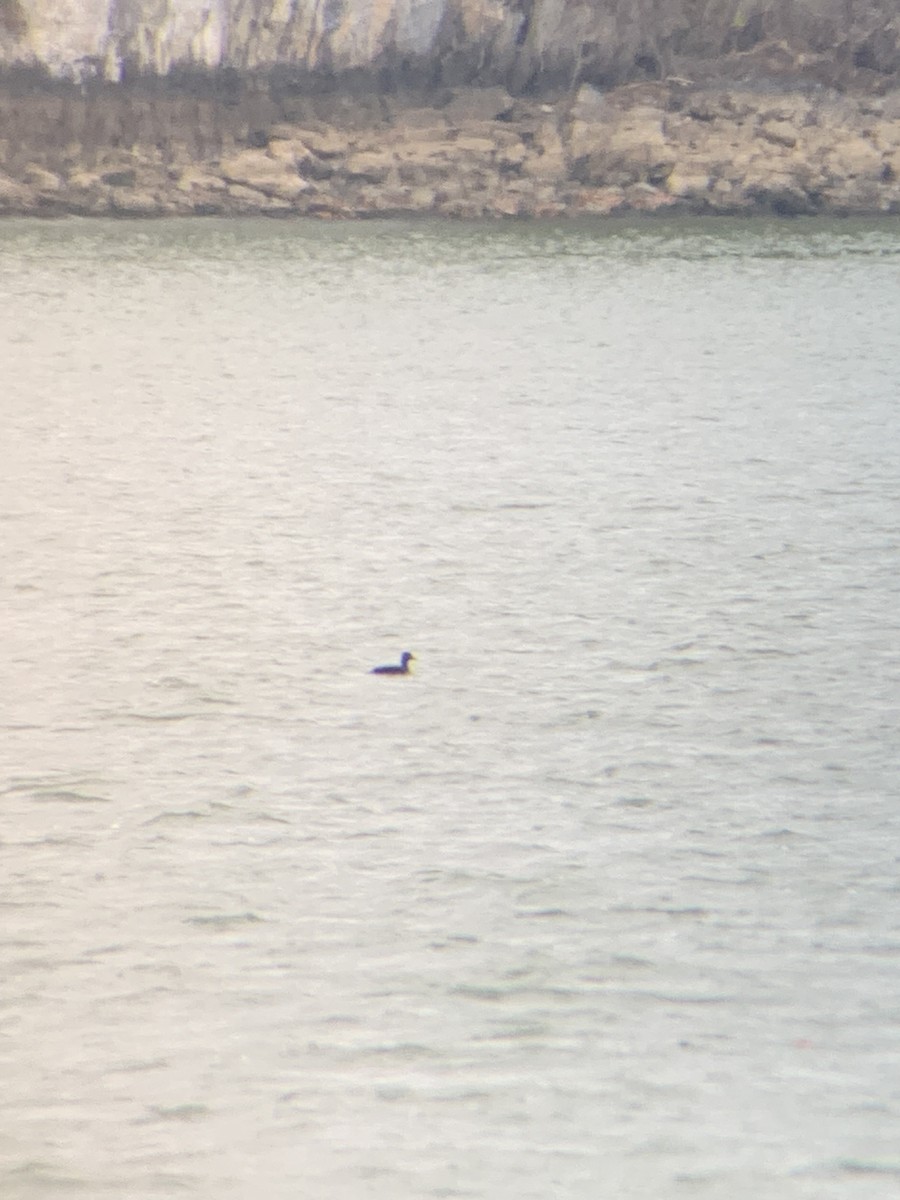 Black Scoter - ML626291099
