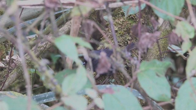 Utcubamba Tapaculo - ML626291177