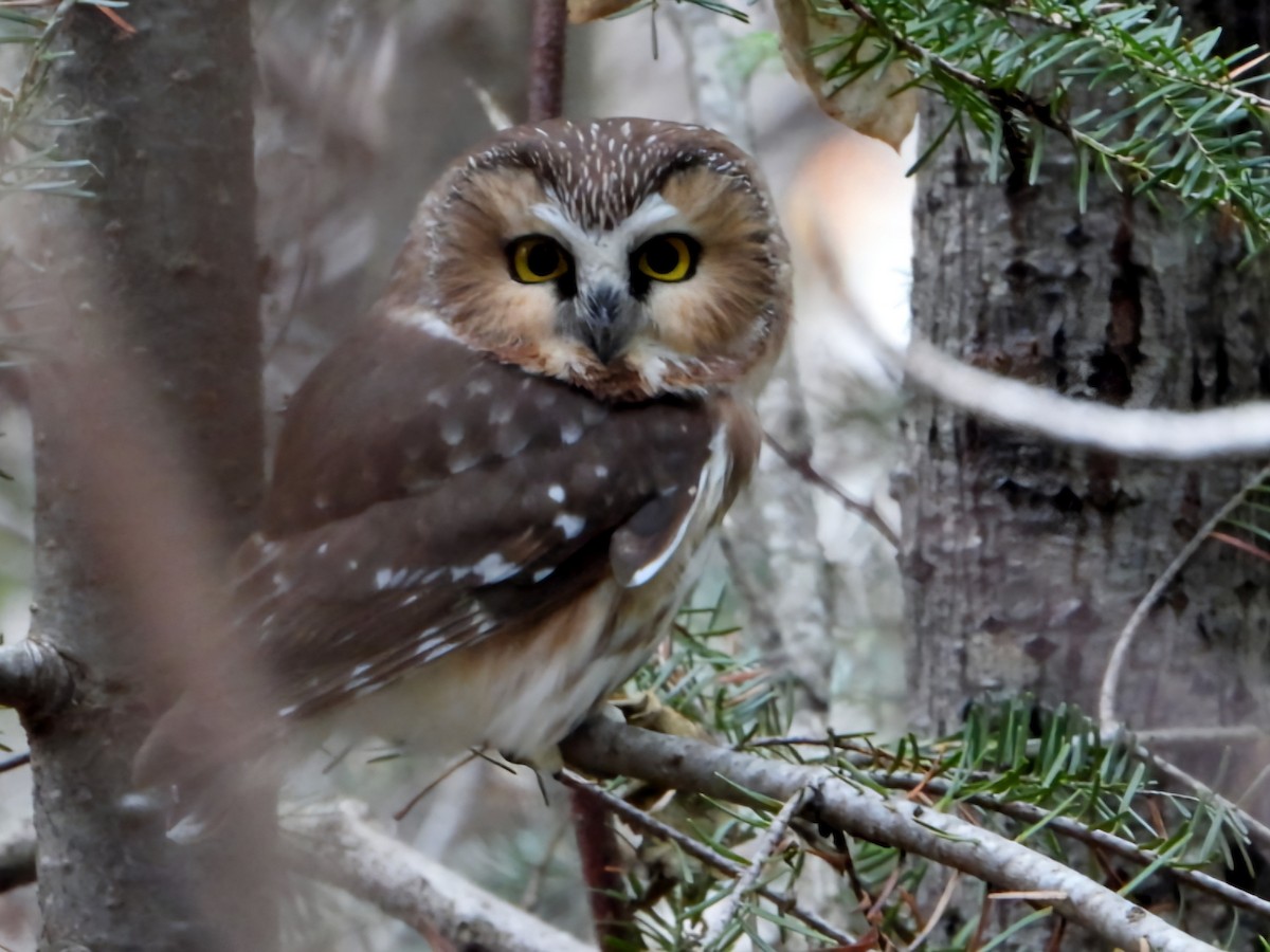 sýc americký - ML626291201