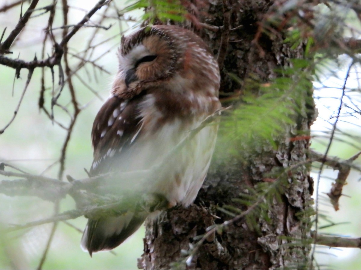 sýc americký - ML626291202