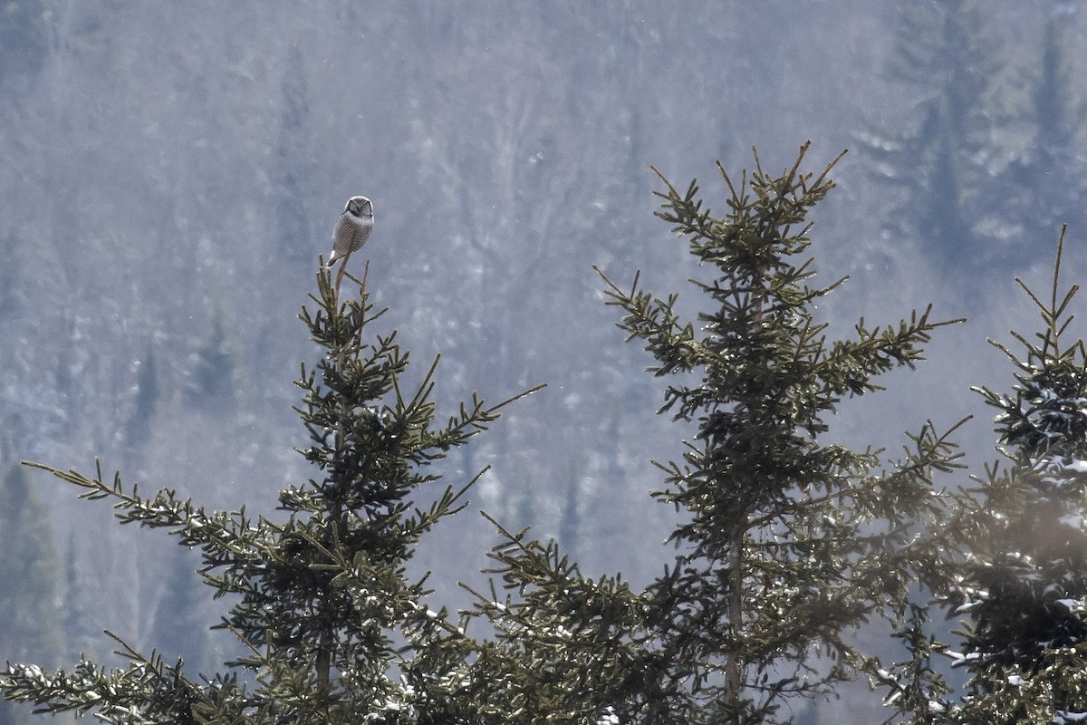 Northern Hawk Owl - ML626291237